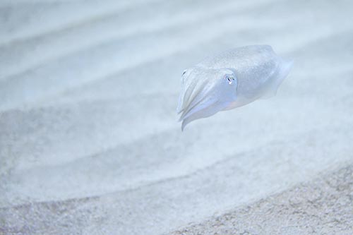 Photographie habitats marins Bretagne, fonds meubles sablo-vaseux - Frdric LECHAT, photographe sous-marin.