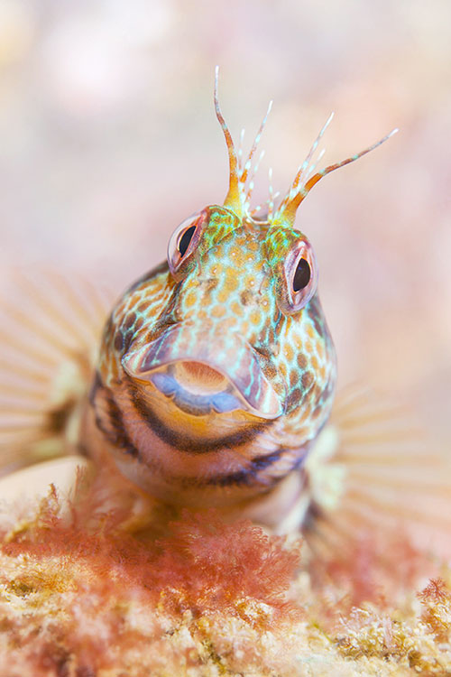Illustration biodiversit marine Bretagne : blennie pilicorne - Frdric LECHAT, photographe reportage sous-marin.
