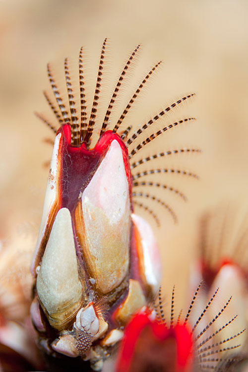 Illustration biodiversit faune Bretagne : pousse-pieds - Frdric LECHAT, photographe d'illustration spcialis prises de vues sous-marines.